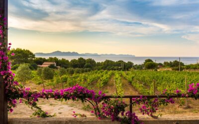 Celebrate in Style: Top Mallorca Bodegas for Private and Business Events